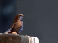 oiseau à gorge bleue